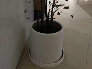 MACETA SANBORNS